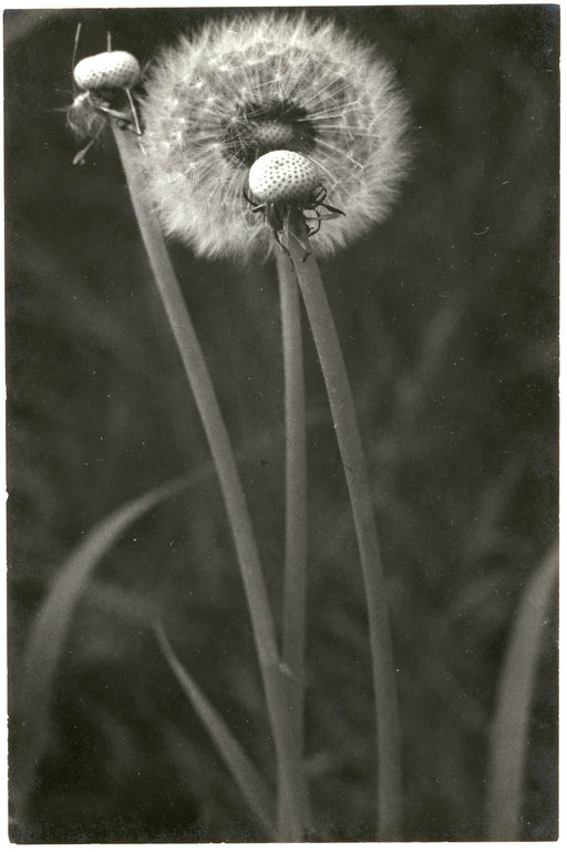 Untitled (Dandelions)