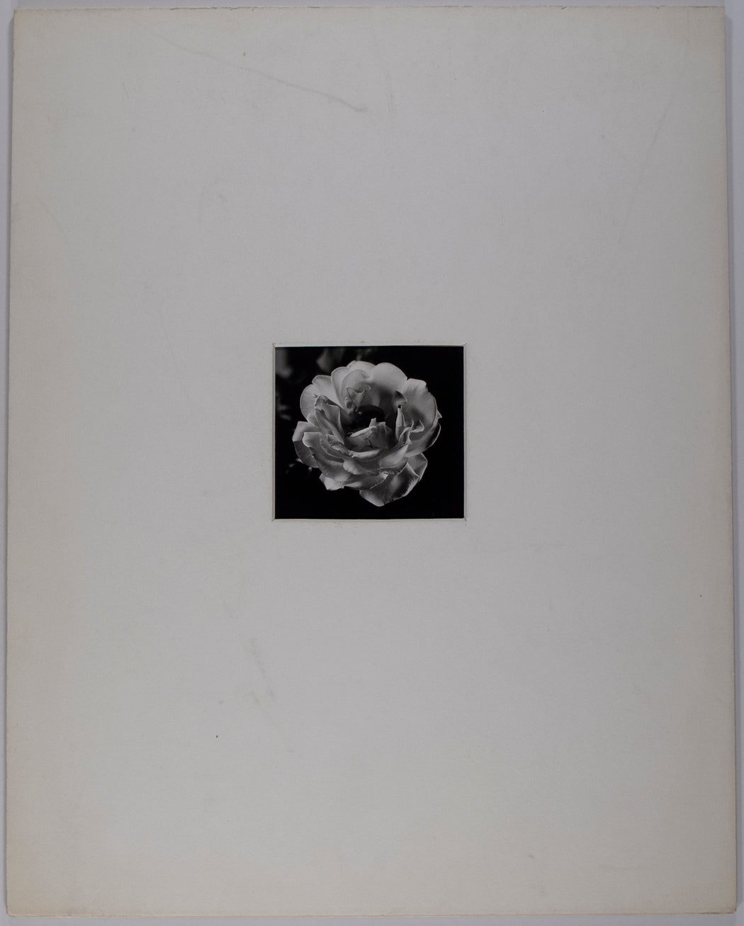 An Open Rose