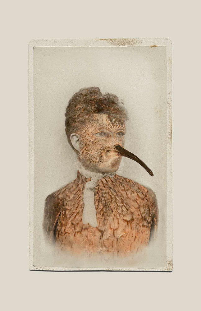 FFOTO-Sara Angelucci-Aviary (Eskimo Curlew/extinct)