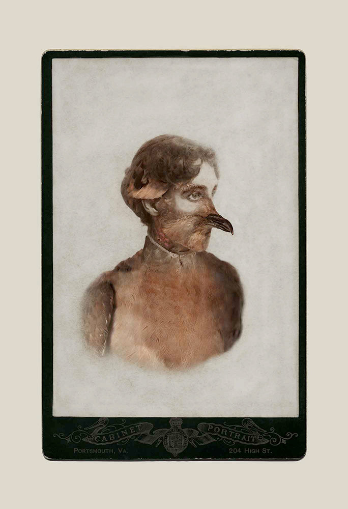 FFOTO-Sara Angelucci-Aviary (Female Passenger Pigeon/extinct)