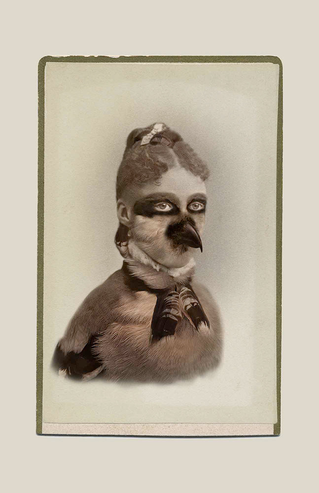 FFOTO-Sara Angelucci-Aviary (Loggerhead Shrike/endangered)