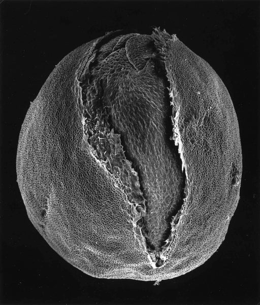 10-02-5, Rape seed, 50x