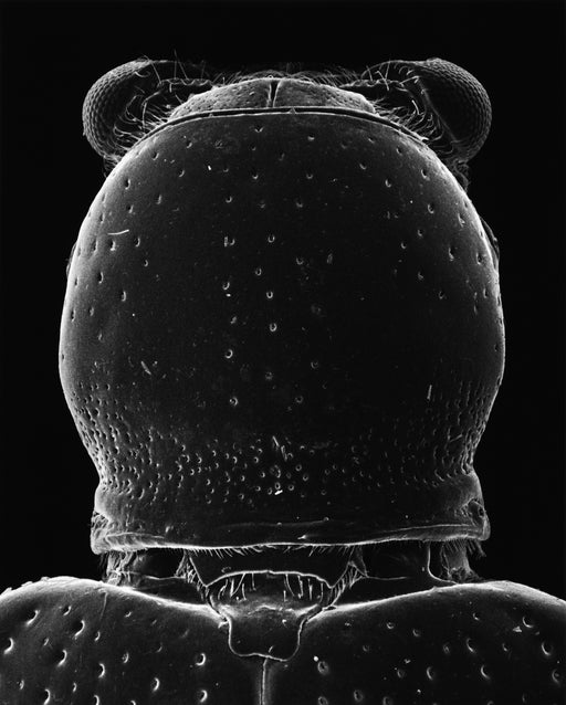 11-04-4 Head of a Beetle, 50x