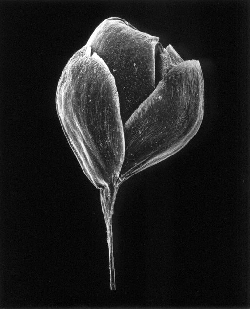 11-06-1 Quaking Grass, 20x