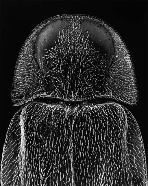 13-06-2 Head of a Firefly, 25x