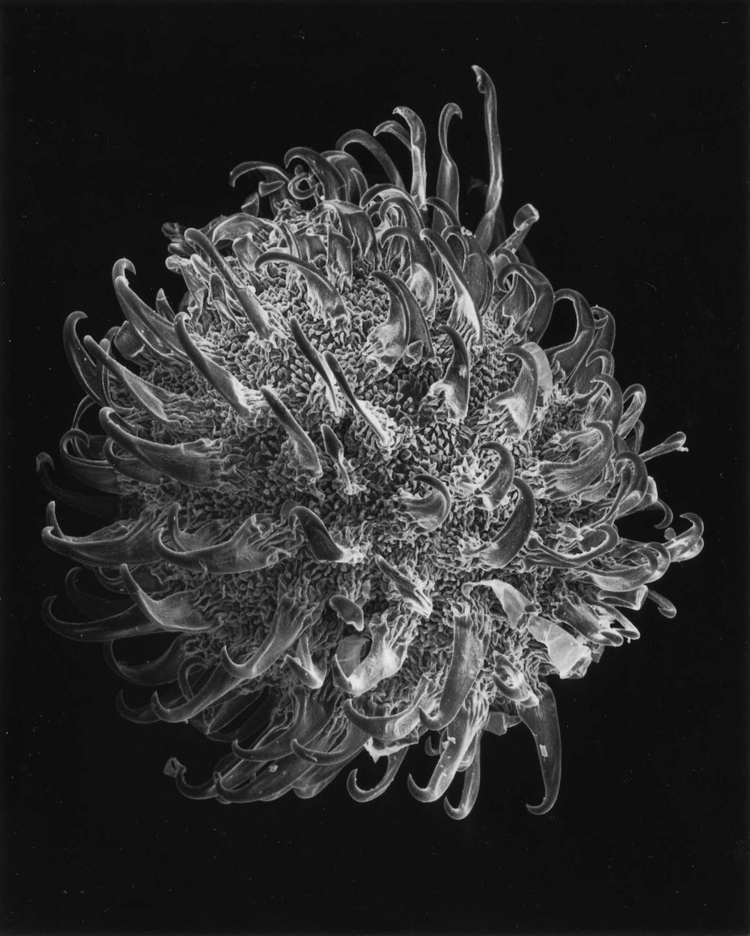 130-01-5 Plant Seed, 40x