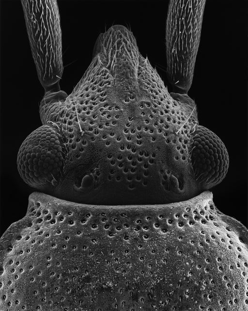 130-01-8 Head of a Bug, 100x