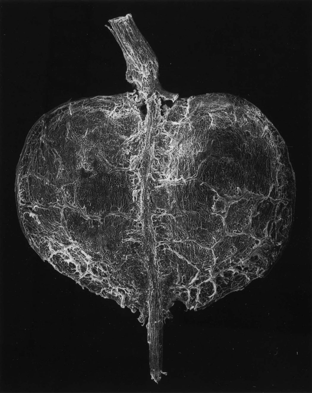 131-01-1 Plant Seed, 25x