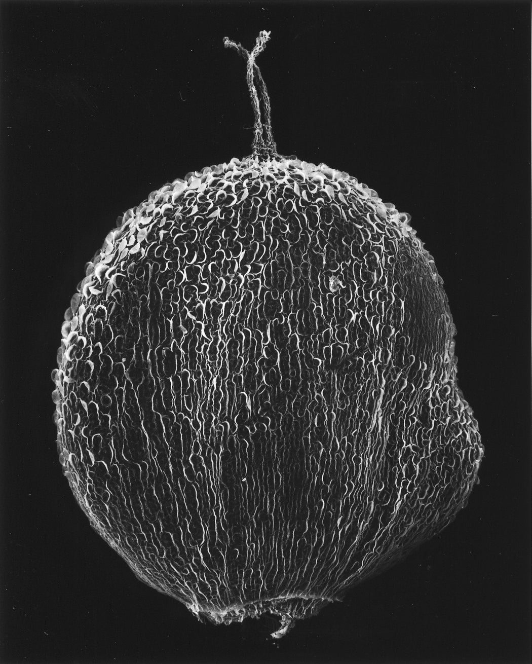 131-01-6 Plant Seed, 50x