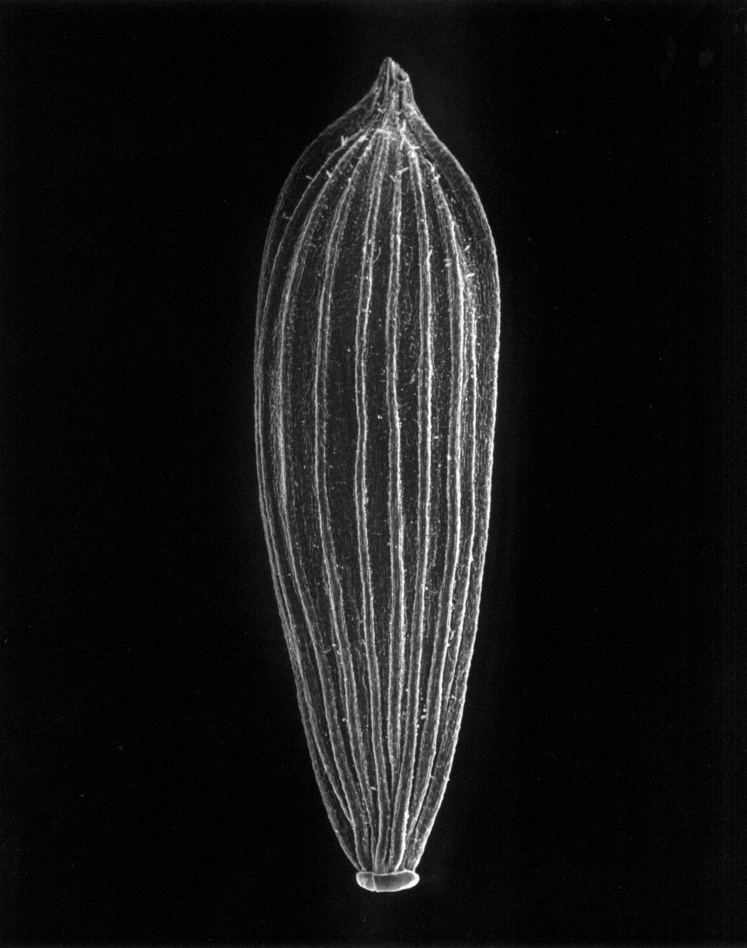 24-05-7 Lettuce Seed, 25x