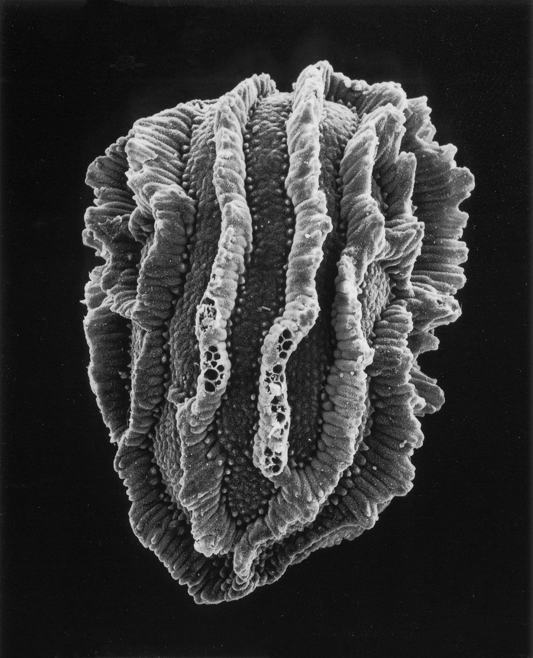 25-02-2 Snapdragon Seed, 80x