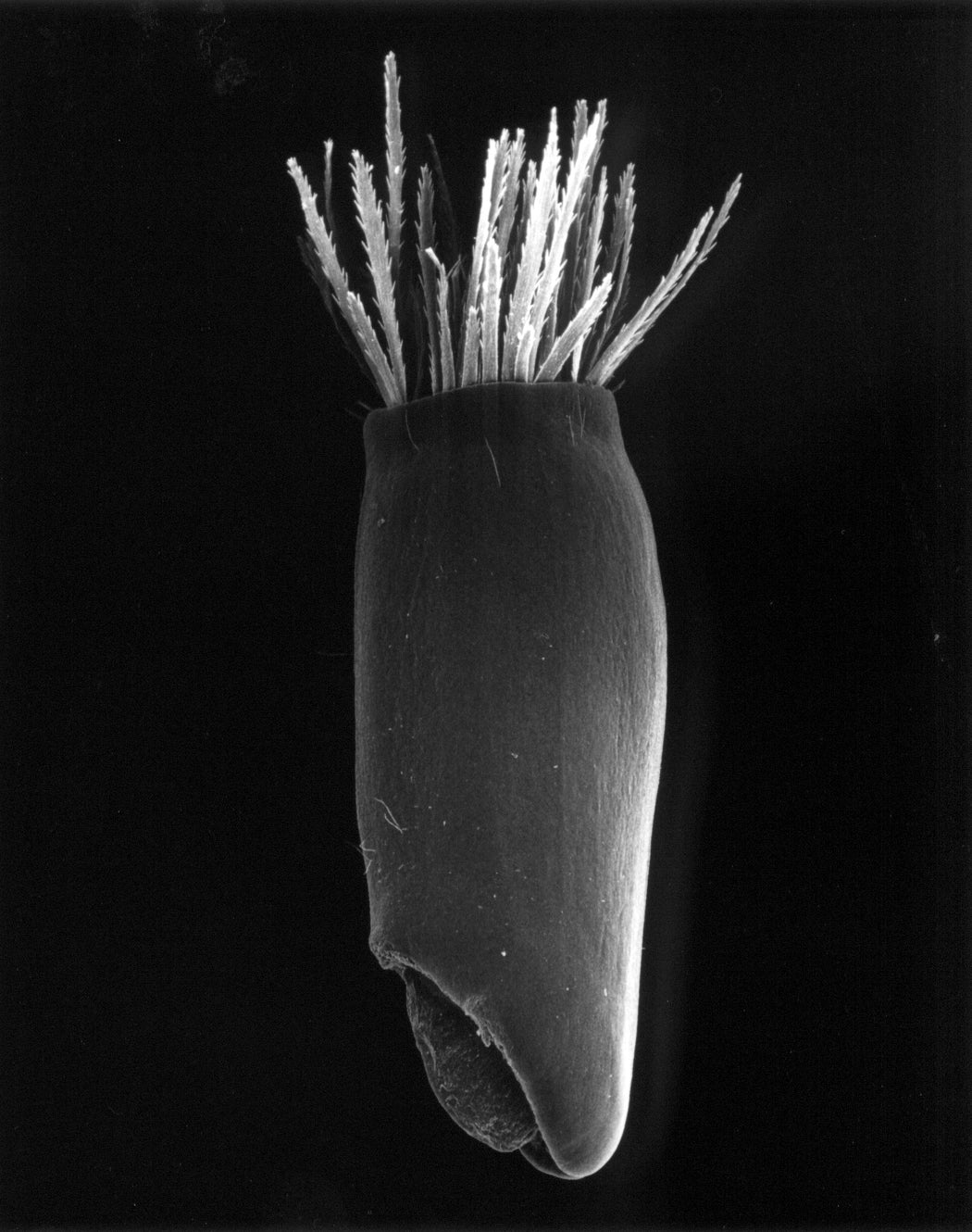 4-05-10 Corn Flower, 20x