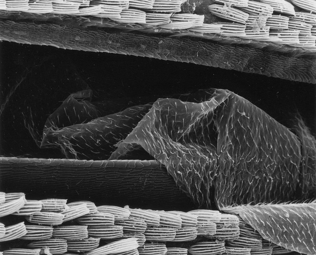 42-96-2 Wing and wingcovers of a beetle, 300x