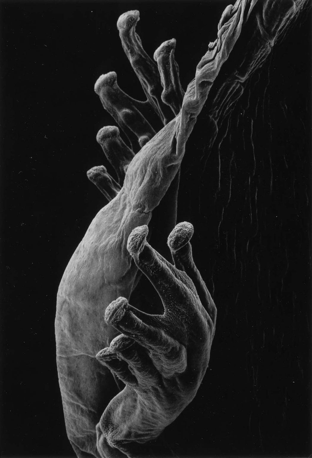 5-02-7, Feet of a tadpole, 30x