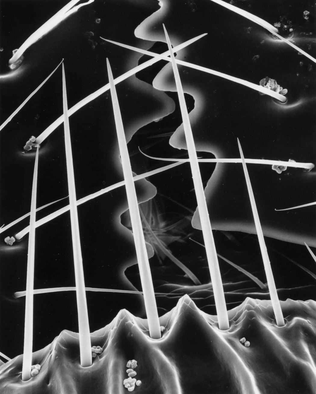 75-97-8 Mandibles of an Ant, 500x