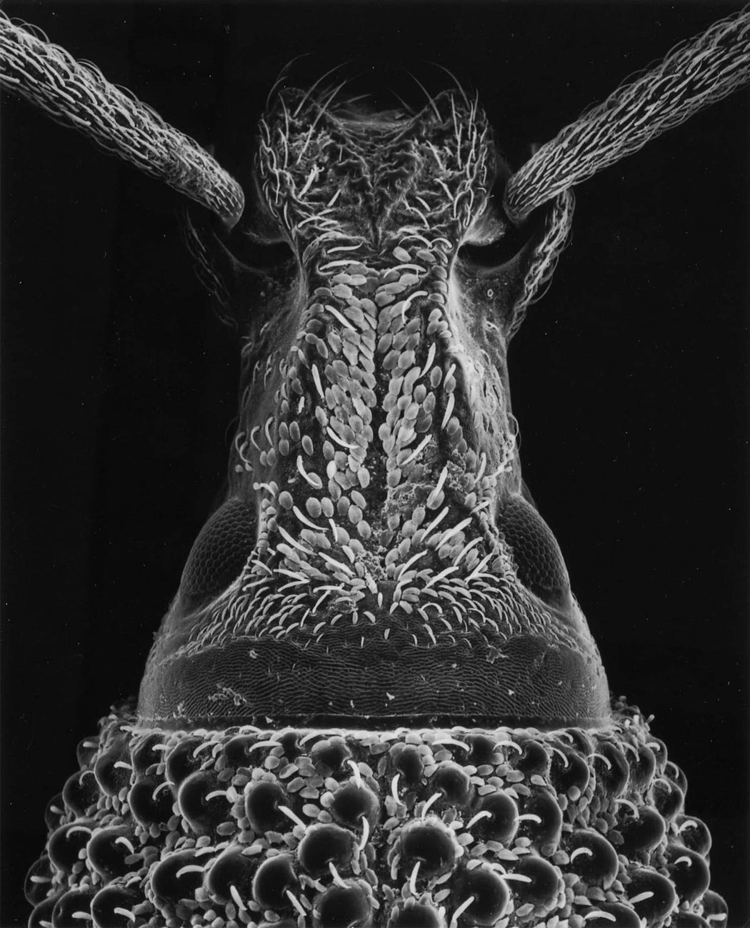 64-98-8 Head of a beetle, 40x