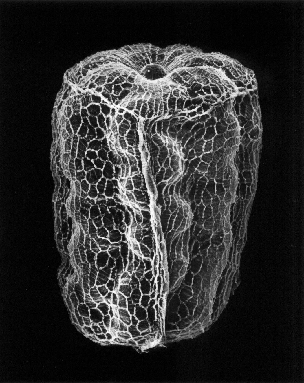 8-05-6 Mullein seed, 100x