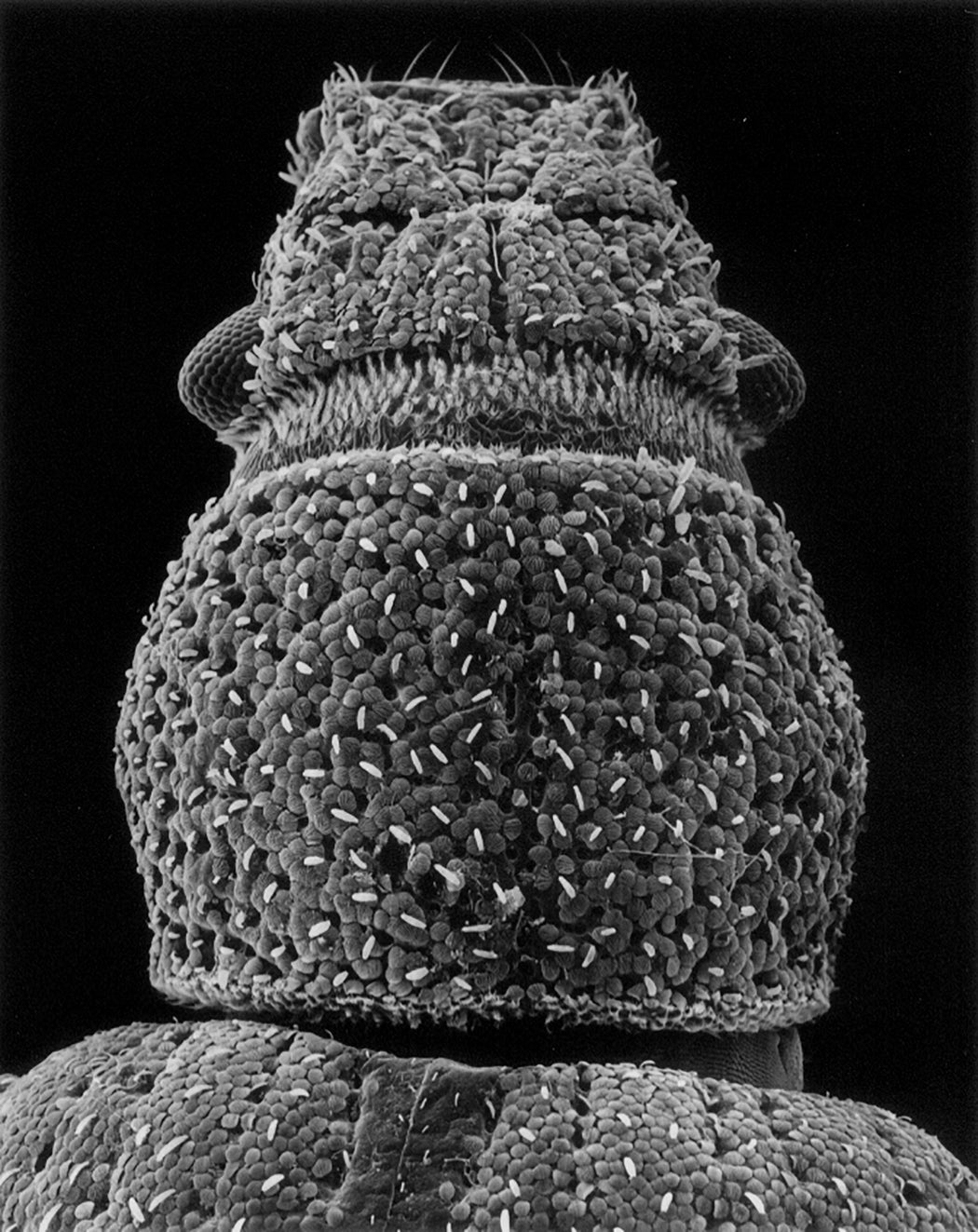 9-96-3 Head of a beetle, 40x