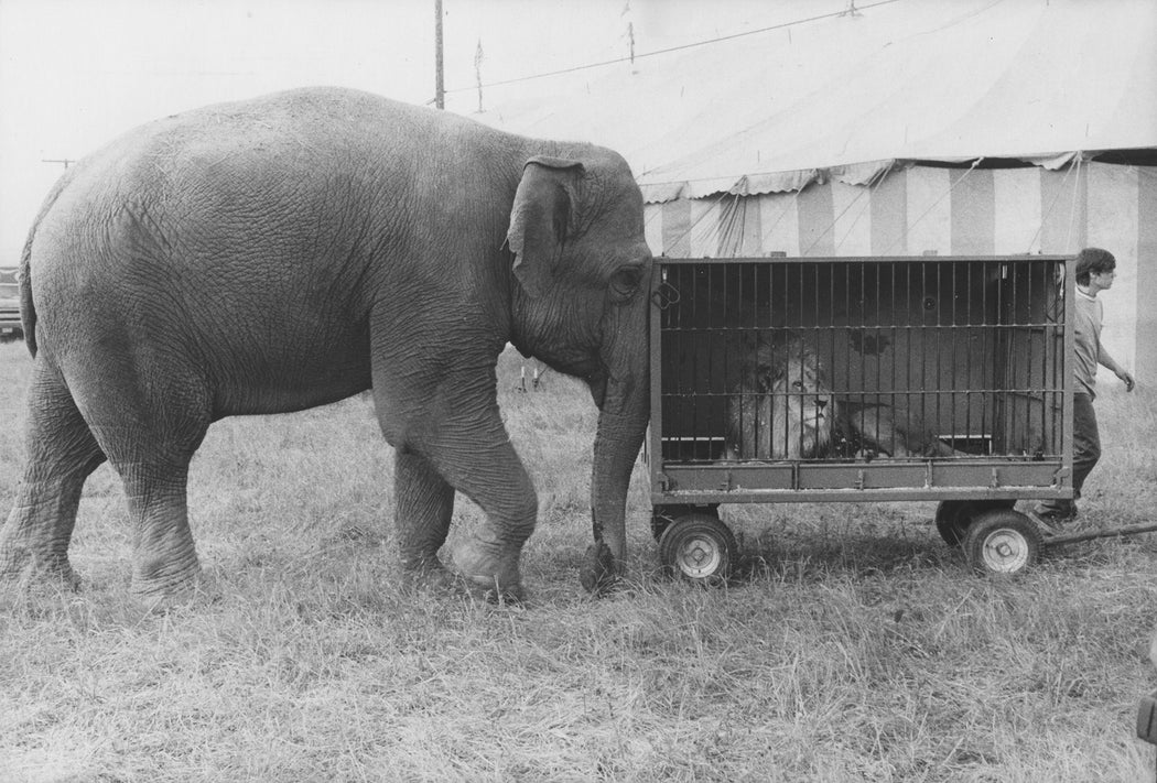 Elephant, Lion, and Man