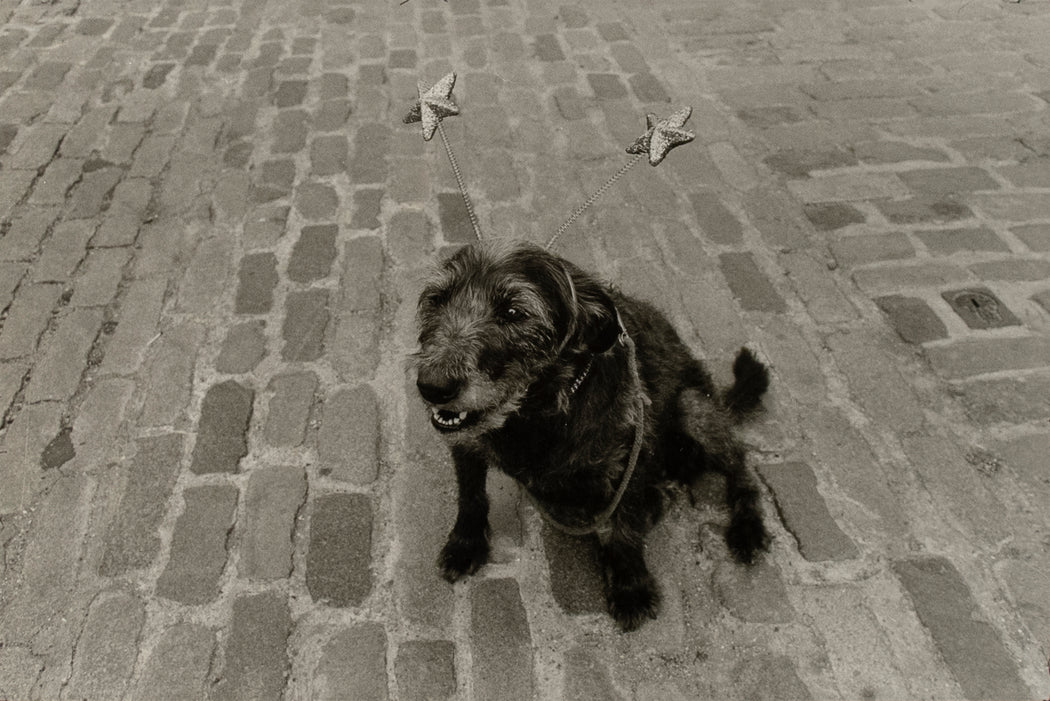 Space Cadet (A dog wearing deely bobbers in Covent Garden, London)