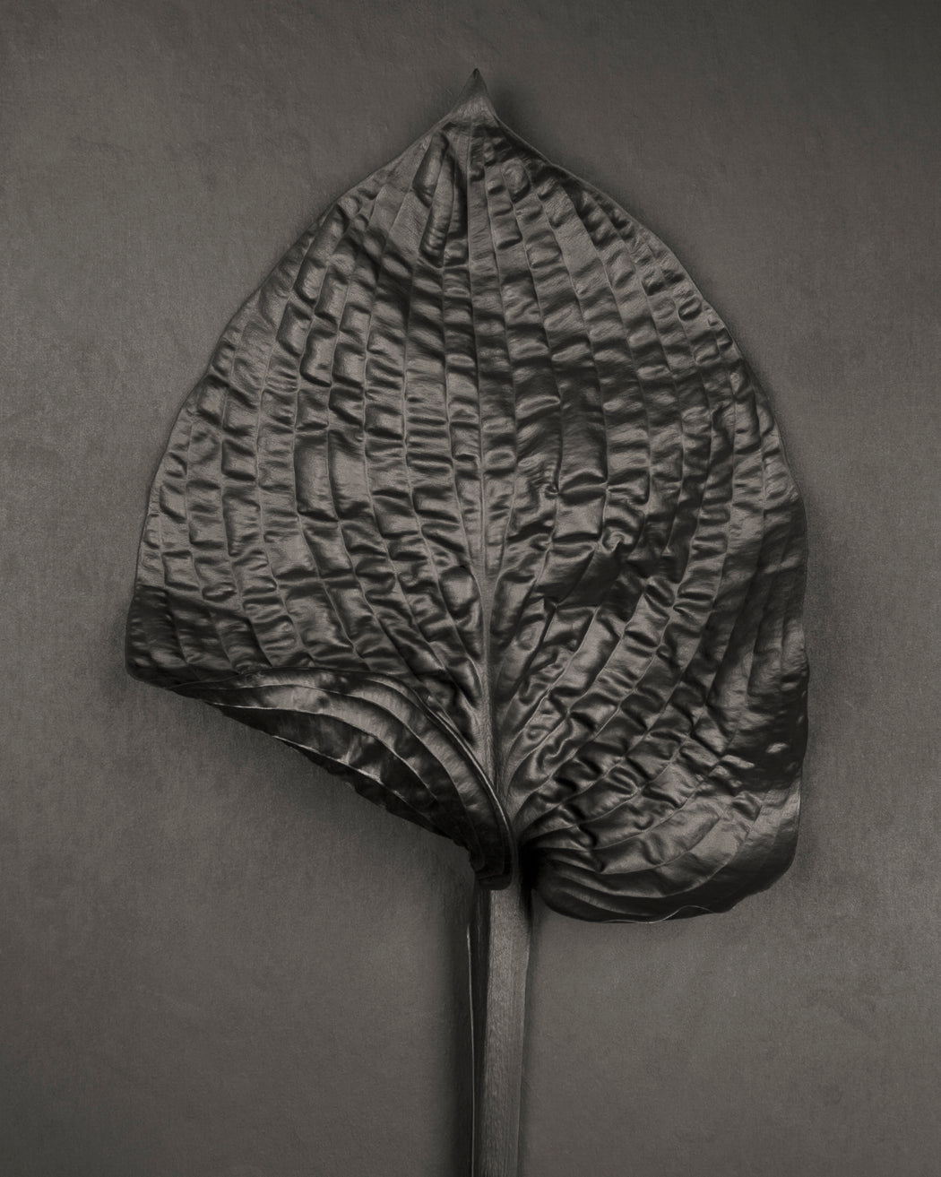 Hosta No. 1