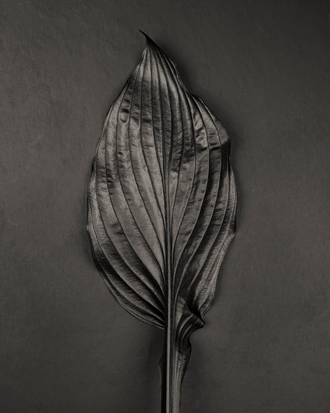 Hosta No. 3