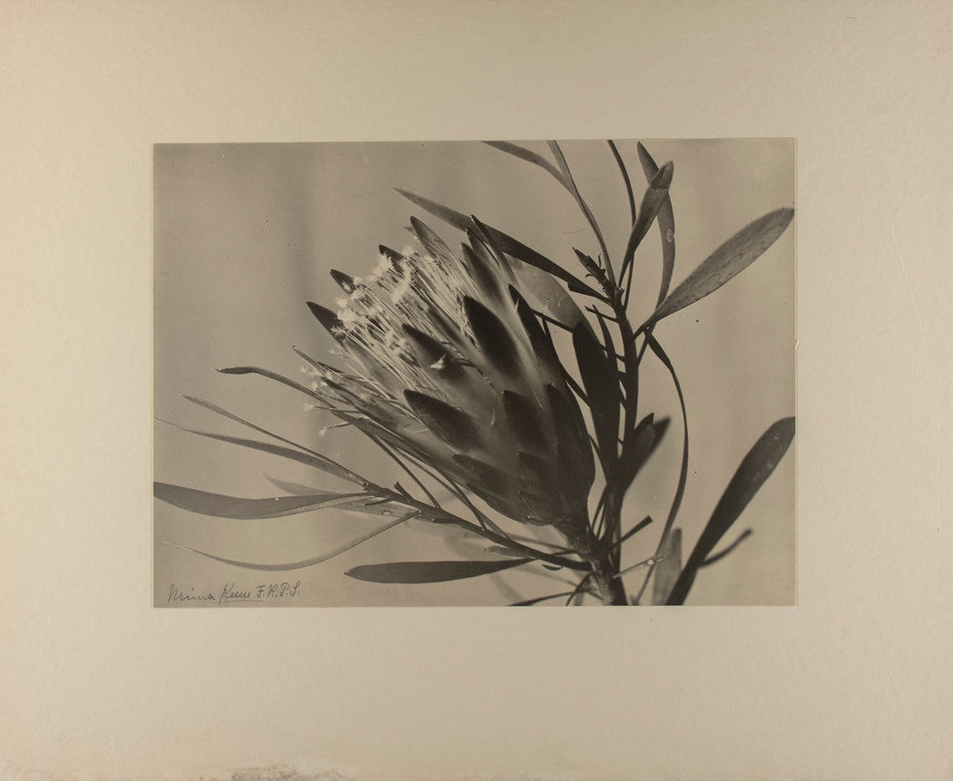 Protea, Sugar Plant, South Africa