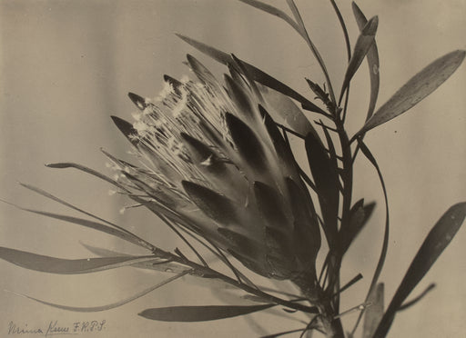 Protea, Sugar Plant, South Africa