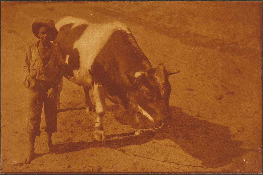The Boy and the Bull