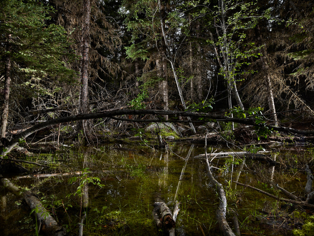 The Tree Planters–Enchanted Forests #01