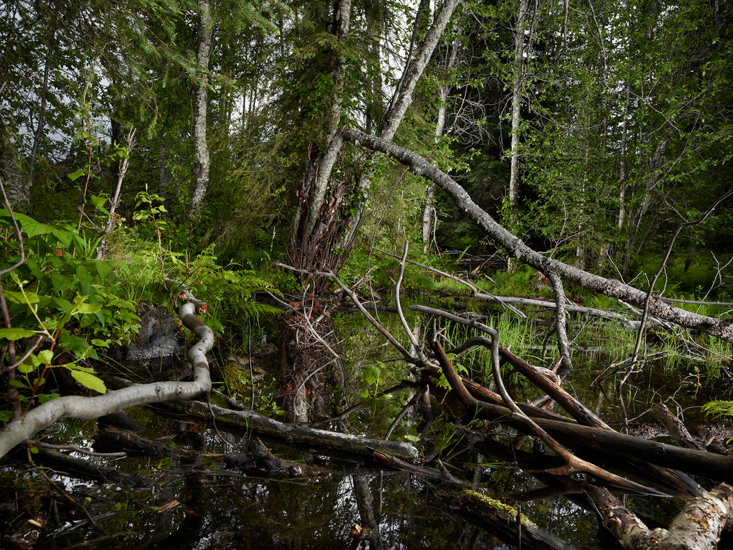 The Tree Planters–Enchanted Forests #03
