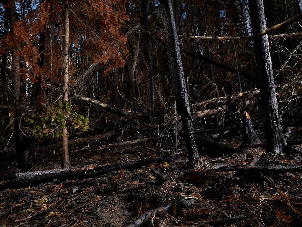The Tree Planters–Enchanted Forests #05