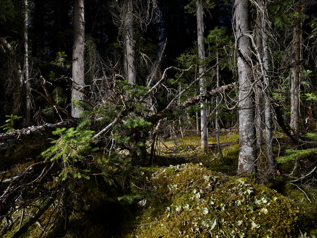 The Tree Planters–Enchanted Forests #06