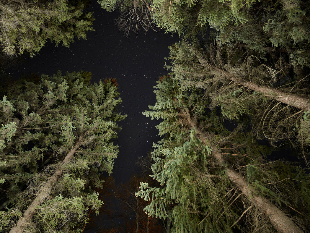 The Tree Planters–Enchanted Forests #09