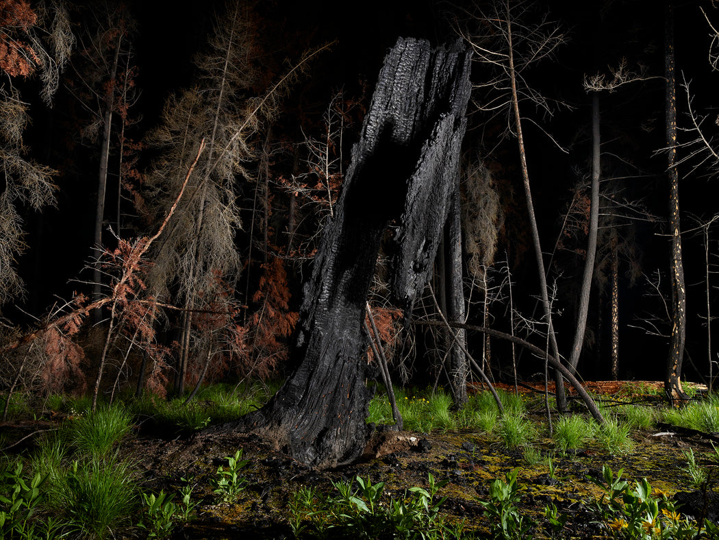 The Tree Planters–Enchanted Forests #11