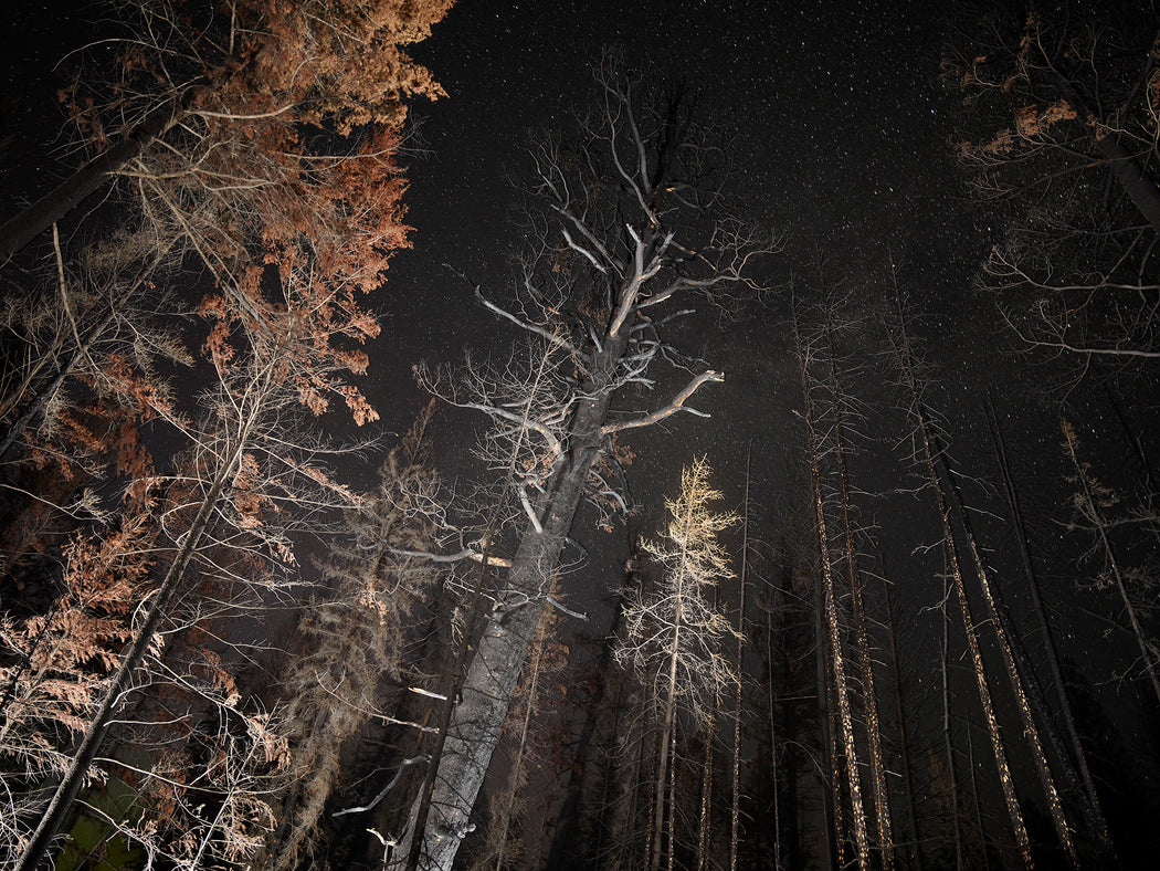 The Tree Planters–Enchanted Forests #12