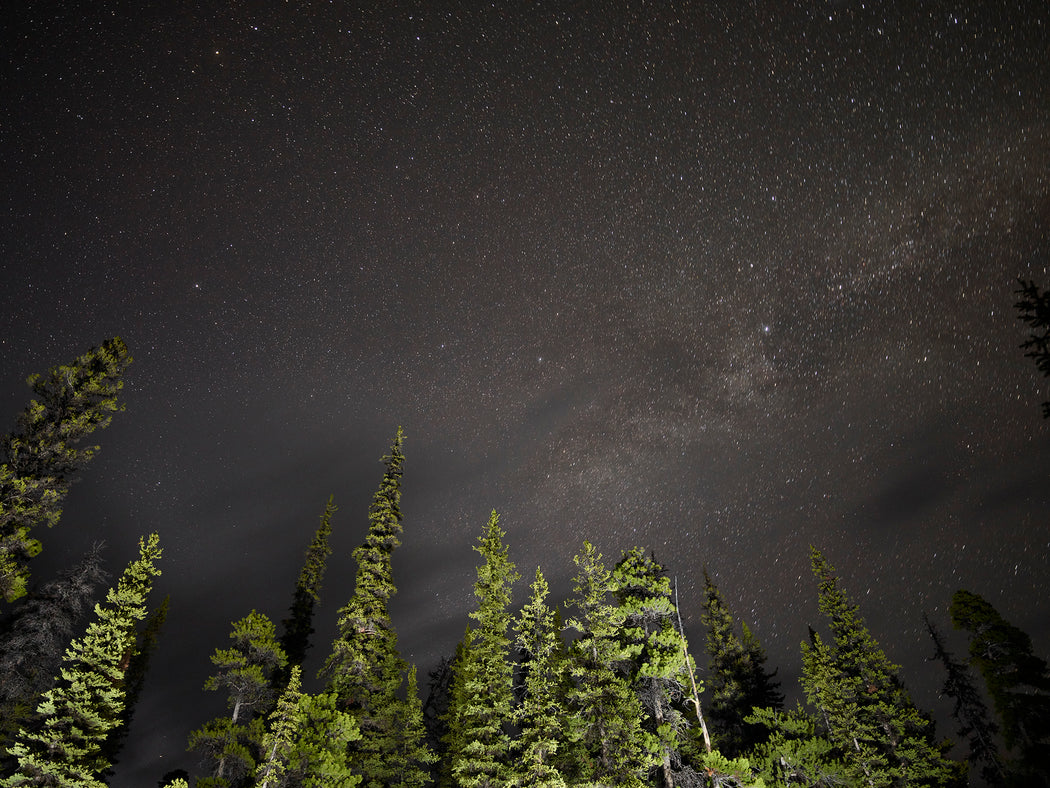 The Tree Planters–Enchanted Forests #15