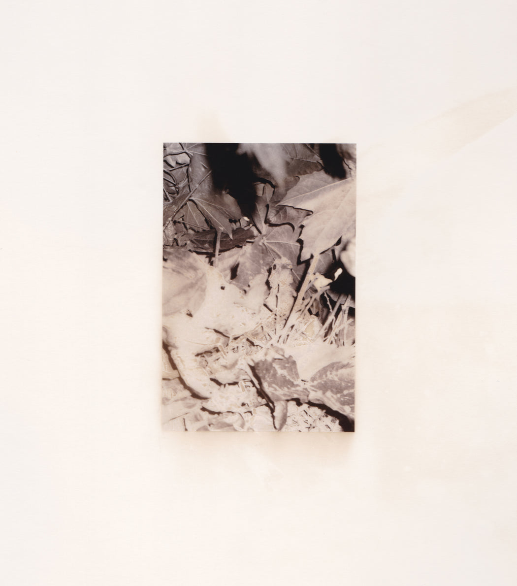 Bird, III