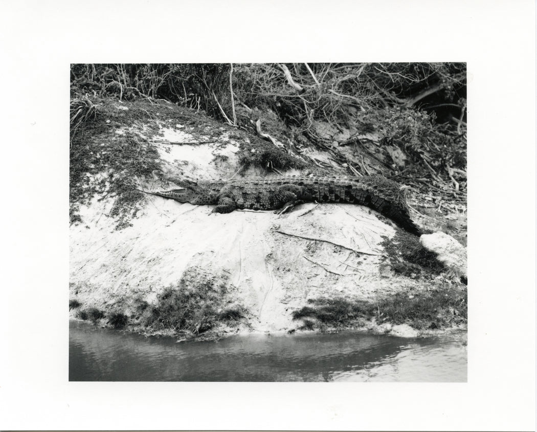 Crocodile, Mexico