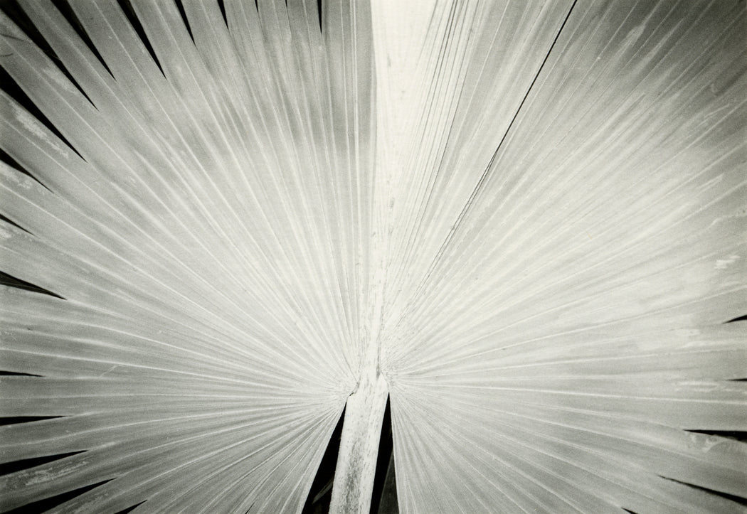 Leaves, I