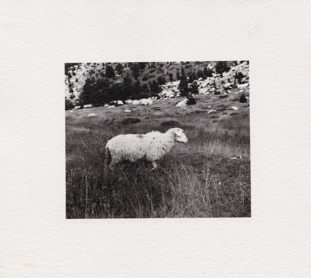 Sheep, II