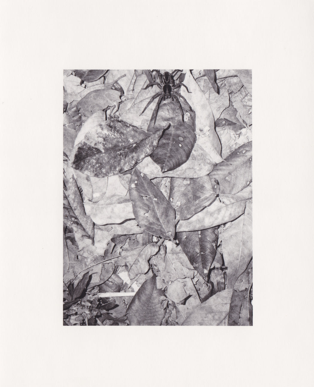 Spider, Guatemala, II