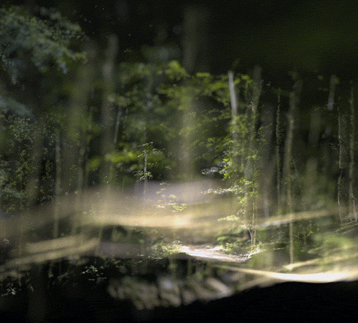 Photosynthèse