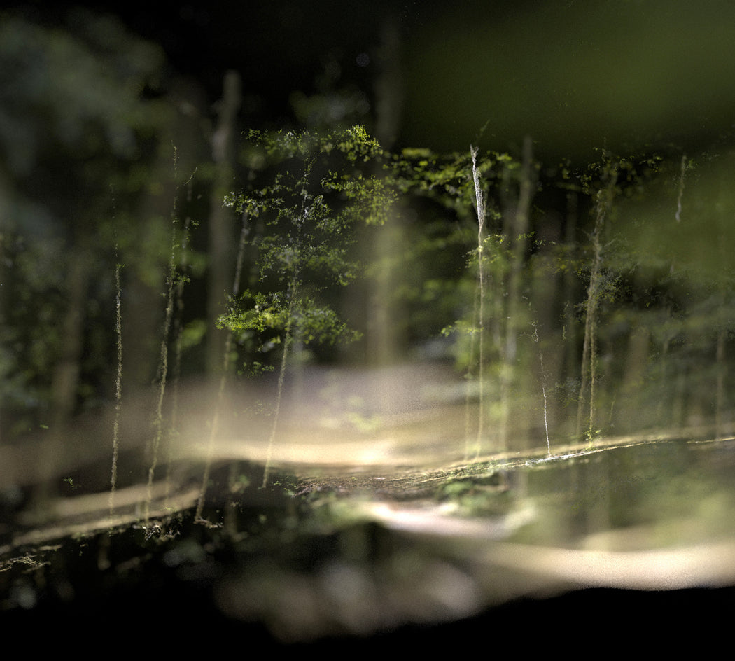 Photosynthèse