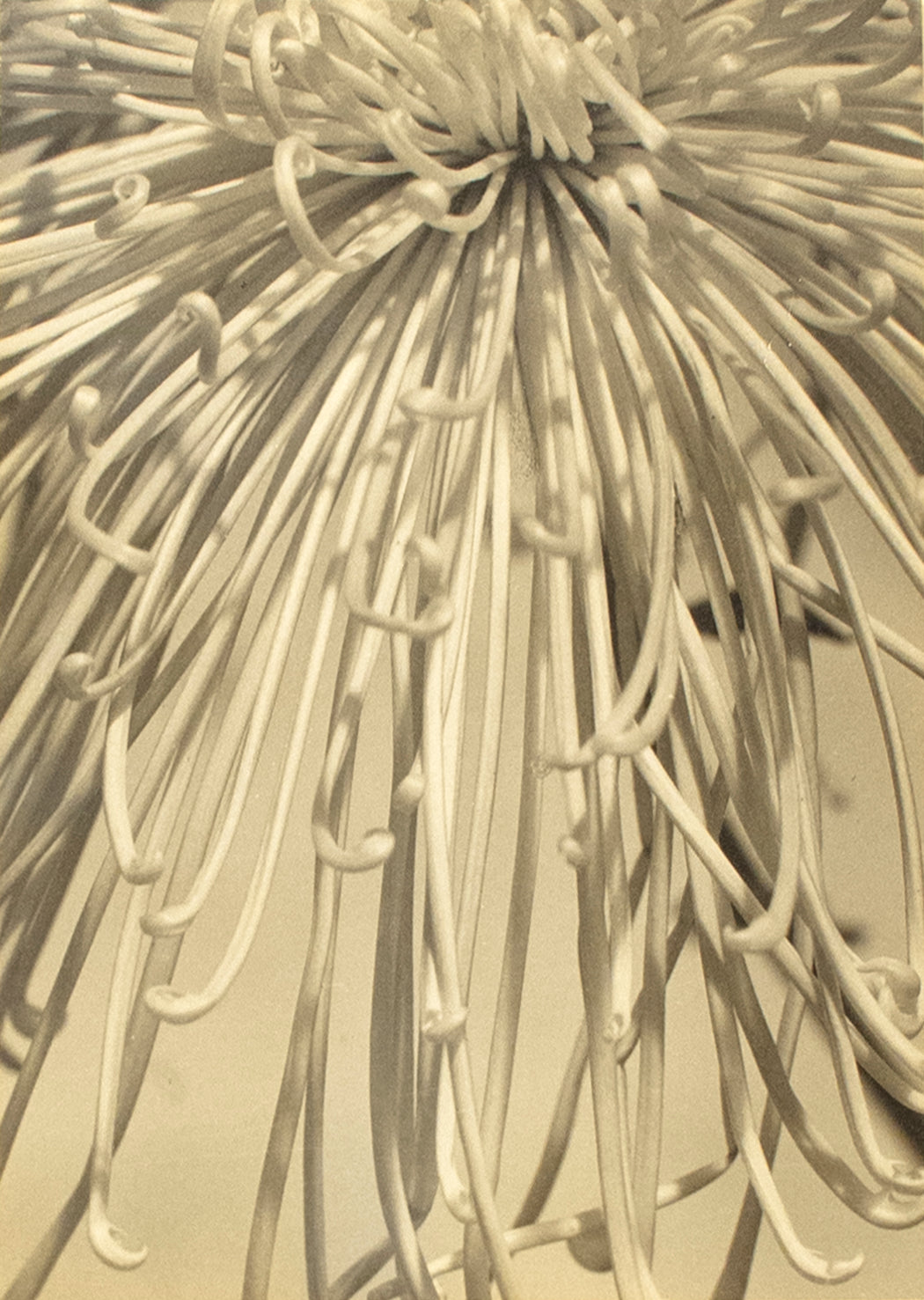 Variation on a Theme in White