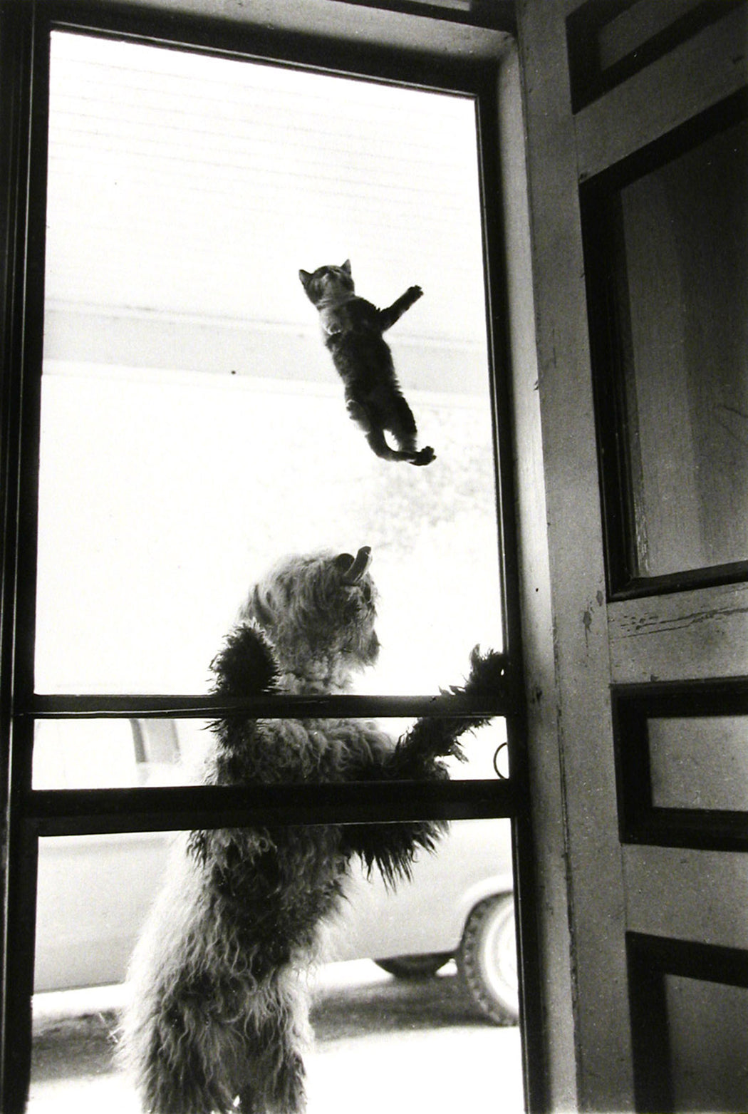Dog + Kitten, Bona Fide Farm PEI