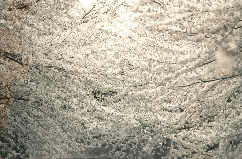 FFOTO-Yamamoto Masao-# 1407