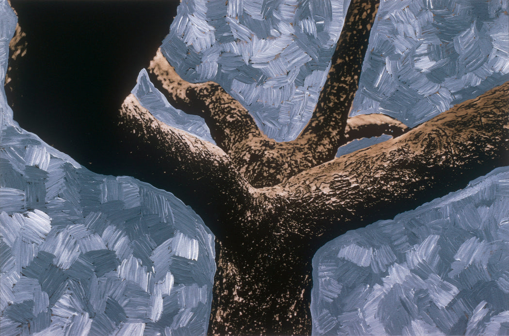 Untitled (Tree with painted negative), Toronto, Ontario