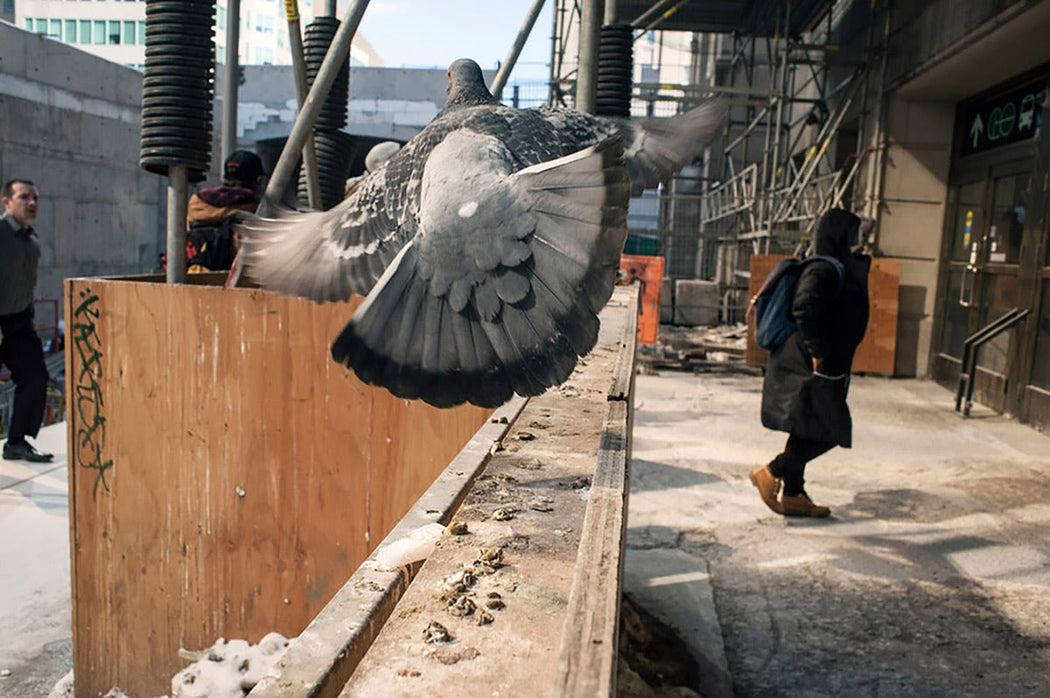 Pigeon, Union Station, Toronto, Canada - Larry Towell | FFOTO
