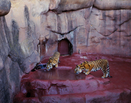 Tigers, Oklahoma City - Volker Seding | FFOTO